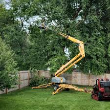 Copperopolis, CA Tree Removal Company