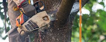 Best Tree Health Inspection  in Copperopolis, CA