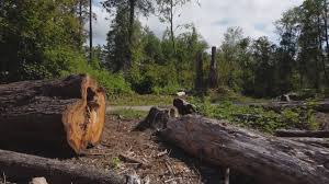 How Our Tree Care Process Works  in  Copperopolis, CA