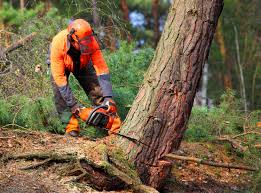 Best Tree Trimming and Pruning  in Copperopolis, CA
