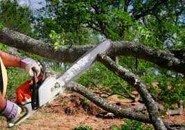 Best Firewood Processing and Delivery  in Copperopolis, CA