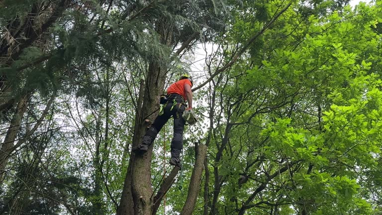 Best Seasonal Cleanup (Spring/Fall)  in Copperopolis, CA