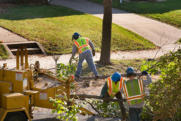 Best Tree Risk Assessment  in Copperopolis, CA