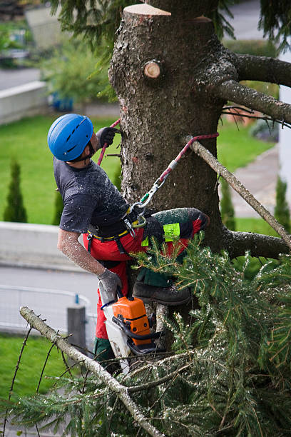  Copperopolis, CA Tree Removal Pros